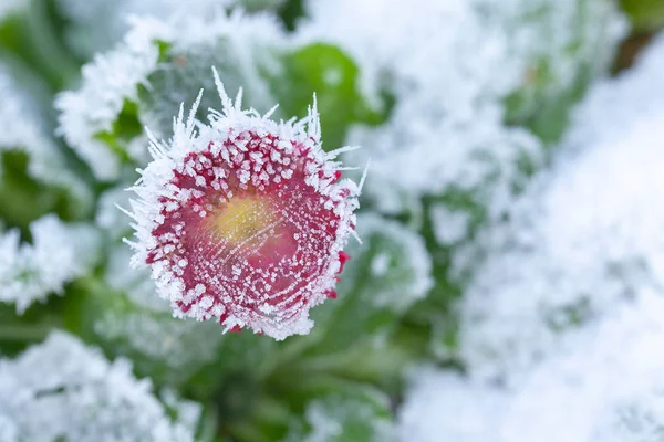 Daisy frozen in winter garden — Stock Photo, Image