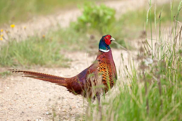Norfolk Pheasant Wild Bird Close Nature Track Single Nature Wildlife — Stock Photo, Image