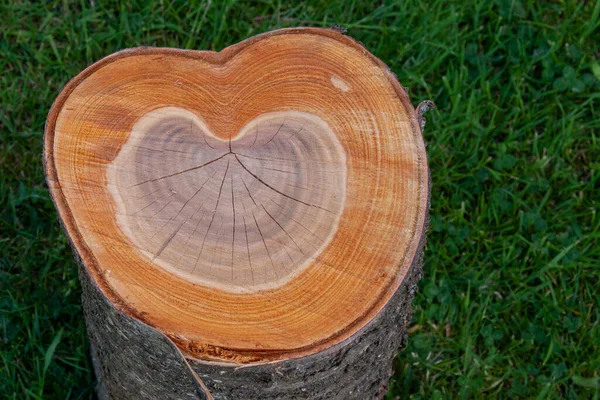 木の幹の半分にカット愛の心の形の成長リングを示しています 愛の木 自然の概念 — ストック写真