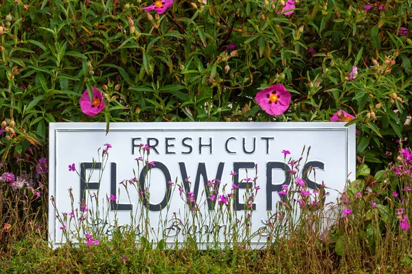 Belles Fleurs Été Dans Lit Jardin Avec Signe Blanc Indiquant — Photo