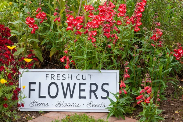 Hermosas Flores Verano Una Cama Jardín Con Letrero Blanco Que — Foto de Stock