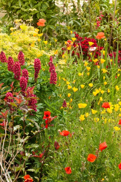 花坛上生长着令人窒息的花园花朵 英格兰夏季的季节性植物 — 图库照片