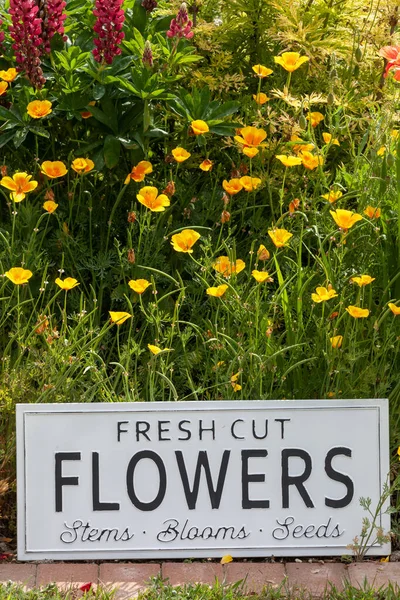 Krásné Letní Květiny Zahradním Záhonu Bílou Cedulí Čerstvými Květy Detailní — Stock fotografie