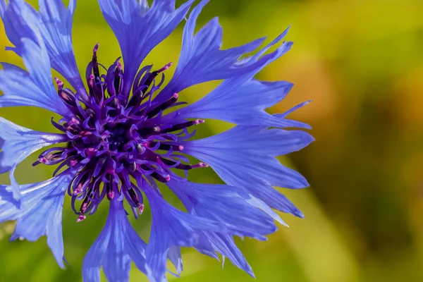 Oszałamiająca Niebieska Głowa Kwiat Kukurydzy Centaurea Cyanus Pełnym Rozkwicie Bliska — Zdjęcie stockowe