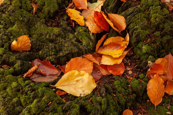 Umgestürzte Herbstliche Orangefarbene Blätter Auf Einem Mit Moos Bedeckten Baumstumpf — Stockfoto