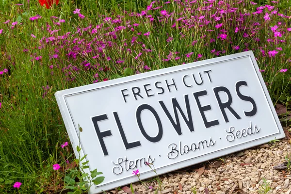 Krásné Letní Květiny Zahradním Záhonu Bílou Cedulí Čerstvými Květy Detailní — Stock fotografie
