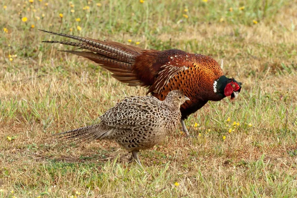 Male Pheasant Courting Female Pheasant Displaying Fan Tail Feathers While — Stock Photo, Image