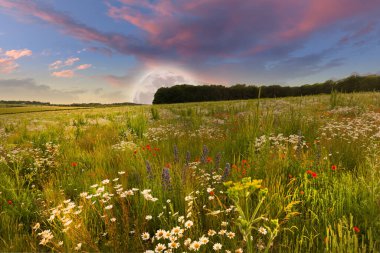 Baharda güzel kırsal çiçek çayırlarının üzerinde yükselen büyük ay, pembe günbatımı, alacakaranlık gökyüzü ve bulutlarla