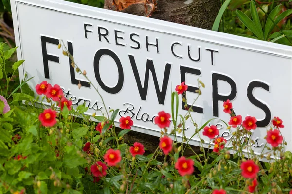 Прекрасні Літні Квіти Садовому Ліжку Білим Знаком Говорять Про Свіжі — стокове фото