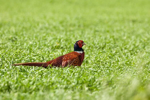 Faisán Macho Caminando Cultivos Abiertos Aves Silvestres Importadas Para Caza — Foto de Stock