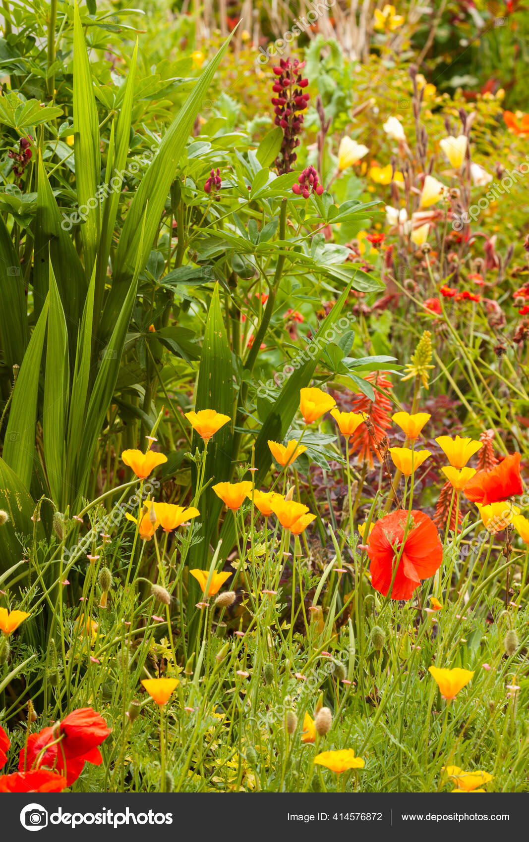 花壇で成長する見事な庭の花 イギリスの夏の間の季節の植物 ストック写真 C Mreco99