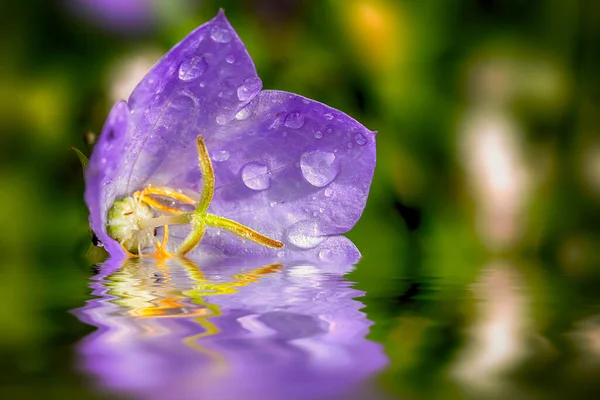 Одинокий Фиолетовый Цветок Campanula Лежащий Воде Рядом Каплями Утренней Росы — стоковое фото
