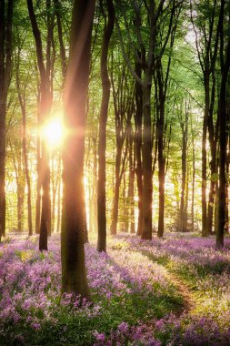 Güneşin doğuşunda BlueBell Ormanı 'nın güzel yolu. İngiltere Hampshire 'da şafak sökerken ormanda yabani çiçekler.. 