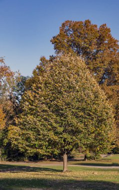 Renkli sonbahar park güneşli bir günde