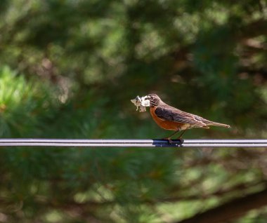 Amerikalı Robin bir yuva kurmak için gagasında dallar, kurdeleler ve kağıt parçaları tutuyor.
