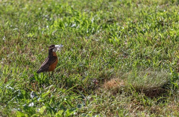 Amerikalı Robin bir yuva kurmak için gagasında dallar, kurdeleler ve kağıt parçaları tutuyor.