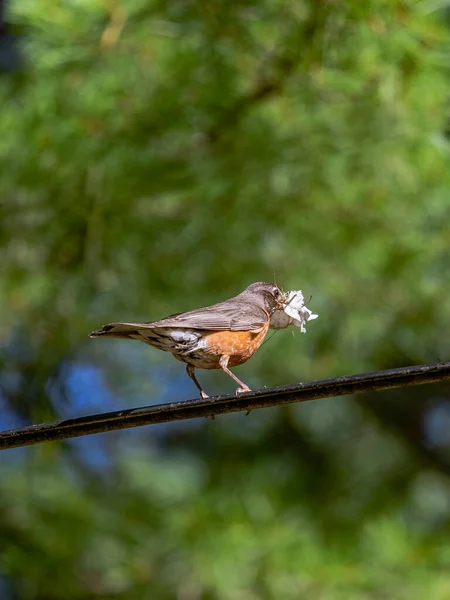 American Robin keeping twigs, ribbons and pieces of paper in the beak in preparation to build a nest