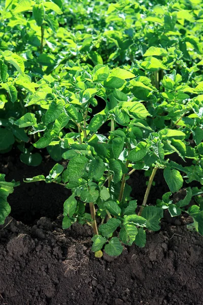 A green bush of potatoes on soil growing up