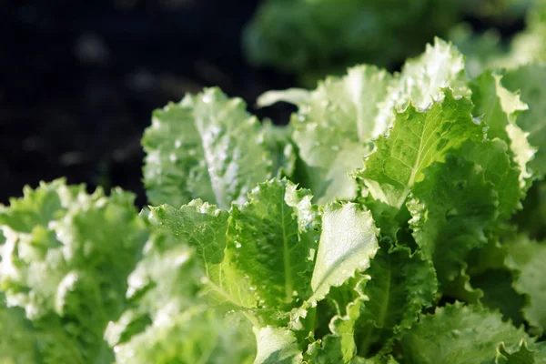 Grüne Salatblätter Wachsen Auf Dem Boden — Stockfoto