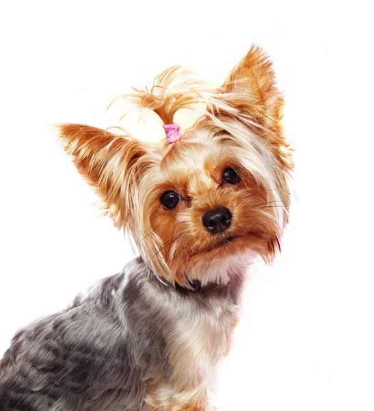 Yorkshire Terrier Looks Camera Isolated White — Stock Photo, Image