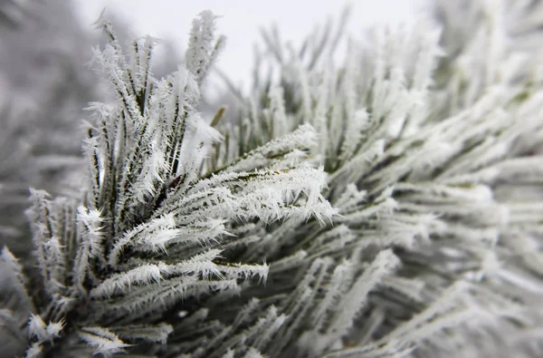 Ramos Abeto Espalhados Levemente Com Flocos Neve Janeiro — Fotografia de Stock