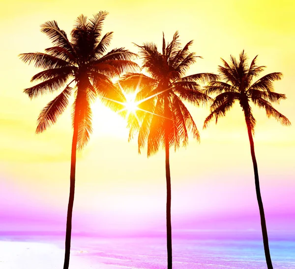 Silhouette Palmiers Sur Plage Dans Lumière Coucher Soleil Paradis Pour — Photo
