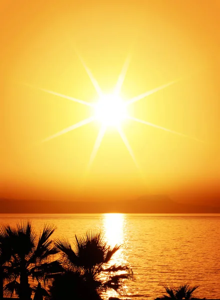 Sylwetka Palm Zachodzie Słońca — Zdjęcie stockowe