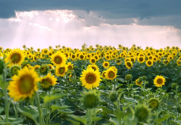 Veld van zonnebloemen en stormachtige wolken — Stockfoto