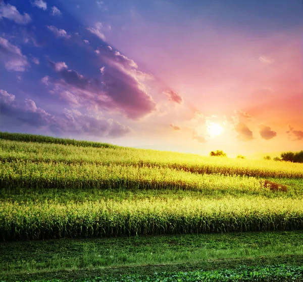 El campo de maíz al atardecer —  Fotos de Stock