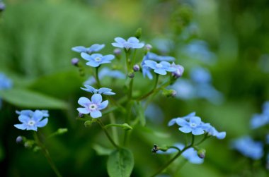 Mavi unut beni-nots. Ormanda küçük bir mavi glade yama.