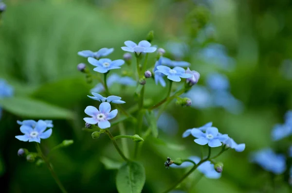Mavi unut beni-nots. Ormanda küçük bir mavi glade yama.