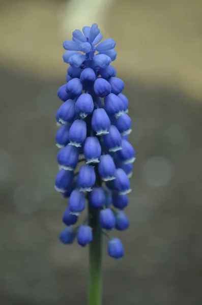 Mavi çiçekler. Küçük mavi çanlara benziyor..