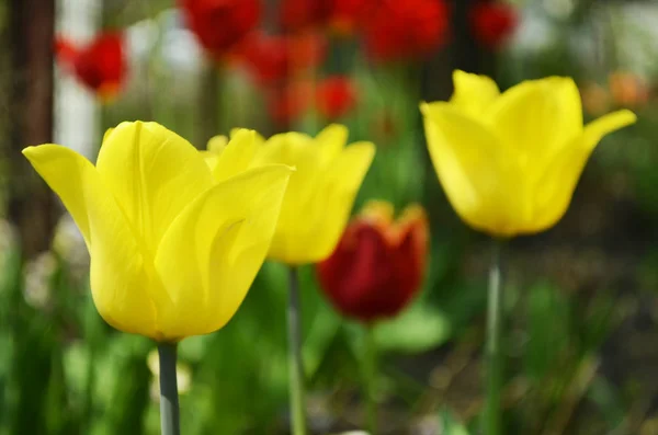 Bahçede fotoğraflanan laleler. Bir tpan Cins 