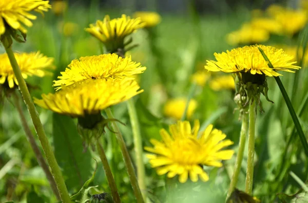 Sarı Karahindiba. Bahar erken çiçek.
