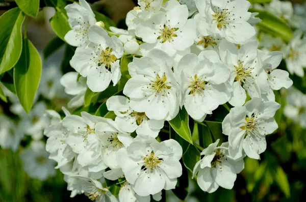 Bahar çiçekli ağaçlar. Tatlı kiraz büyük beyaz çiçekler.