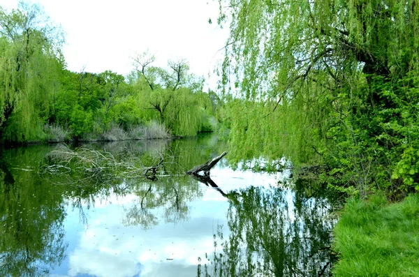 Nehri. Willow. Doğal manzara. Parkta güzel manzara.