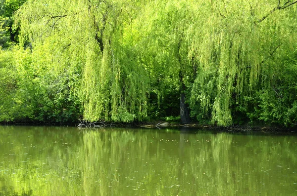 Ağlayan bir söğüt ile parkta Ayna nehir.