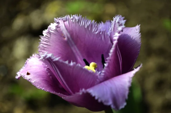 Mor Lale Güzel renkler, yaprakların ucunda dişleri ile. Herhangi bir seçim için mükemmel renk.