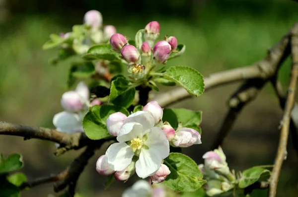 Elma çiçeği. Ağaçlarda bahar çiçekleri.