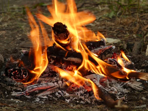 Ormanda şenlik ateşi. Parlak ateş alevi.