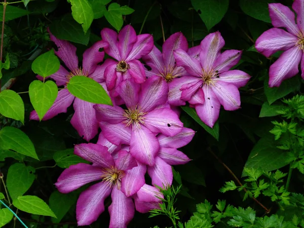 Bir sürü mor çiçek. Loach. Koyu arka plan.