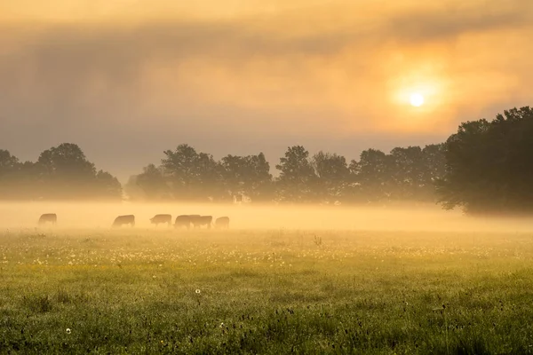 Nebliger Morgen Auf Der Sonnenbeschienenen Grünen Wiese Mit Einer Rinderherde — Stockfoto