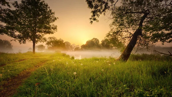 Foggy Sunrise Brouillard Matinal Avec Soleil Derrière Les Arbres — Photo