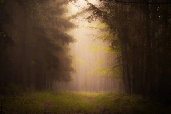 Koyu Sisin Içinde Forrest Kırsal Yolu Üzerindeki Yumuşak Işık — Stok fotoğraf