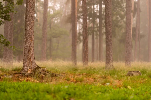 Névoa Forrest Troncos Castanhos Relva Verde — Fotografia de Stock