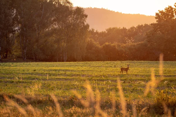 Zomer Landschap Door Zonsondergang Groene Weide Met Herten — Stockfoto