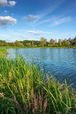 Küçük göl güneşli yaz ülkede reed ile. Sakin doğa manzara.