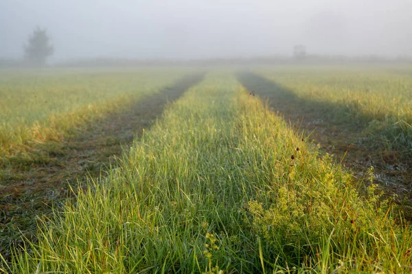 Mist Het Landschap Ochtend Nevel Door Zonsopgang Stockafbeelding