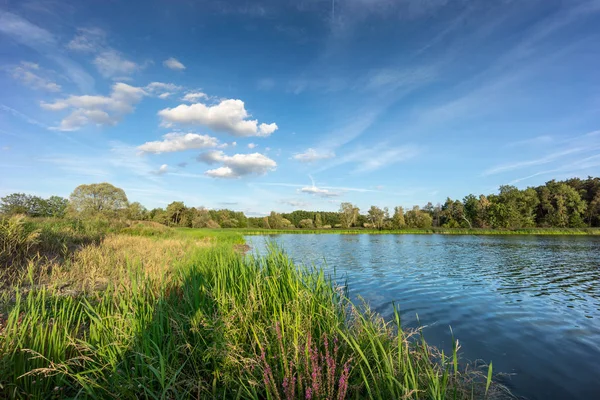 Klein Meertje Met Reed Het Land Van Zonnige Zomer Rustige Rechtenvrije Stockfoto's