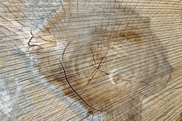 Текстура Дерева Рубка Ствола Дерева Ежегодные Кольца — стоковое фото